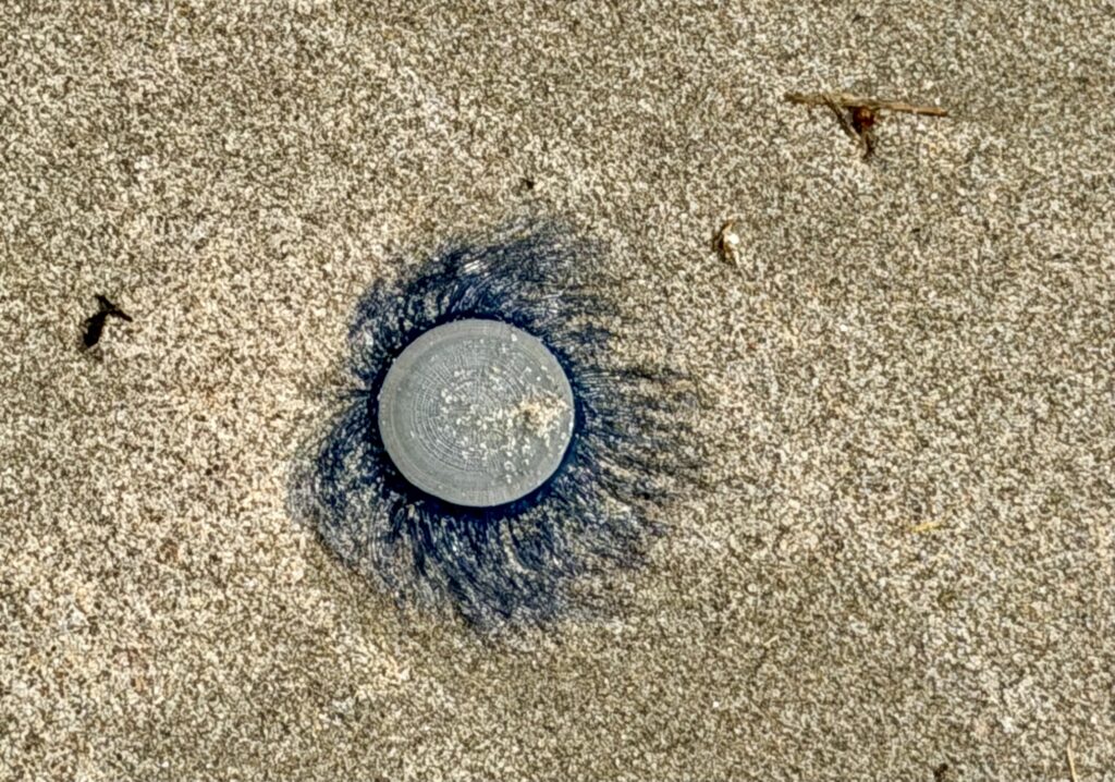 角島のギンカクラゲ