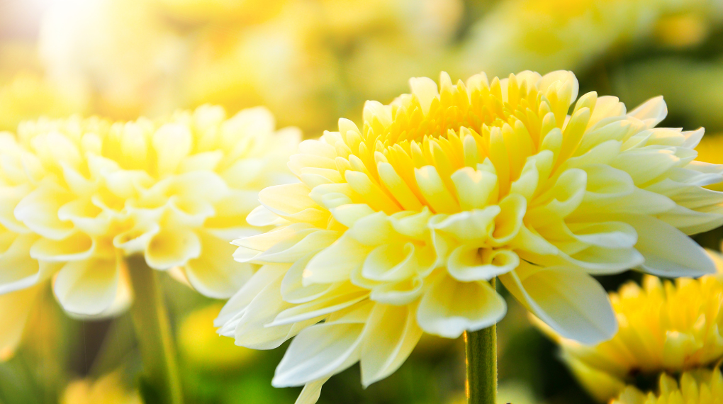 二十四節気・寒露の七十二候・菊花開(きくのはなひらく)の見出し画像