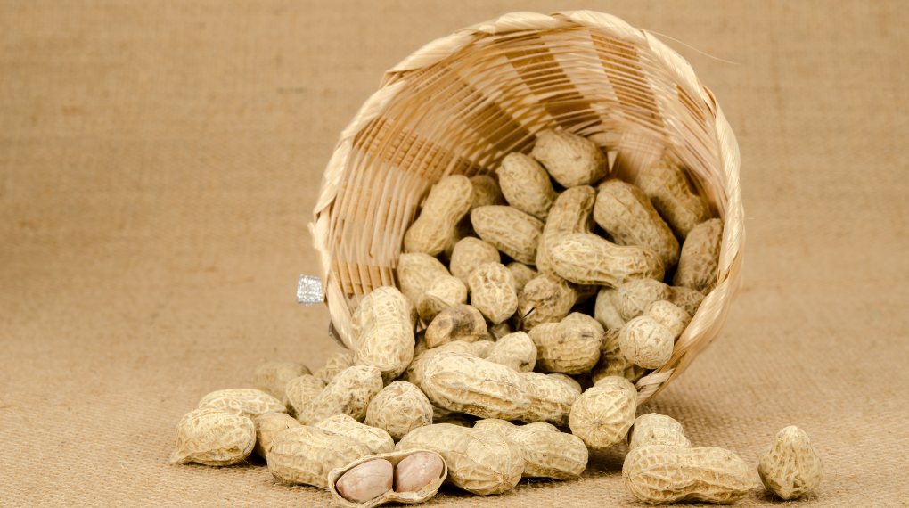 秋分におすすめの食べ物生落花生と薬膳の説明用画像